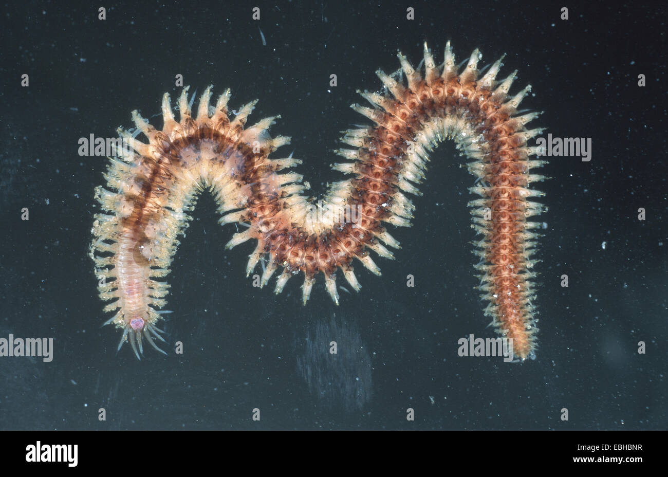 worm (Polynoe scolopendrina). Stock Photo