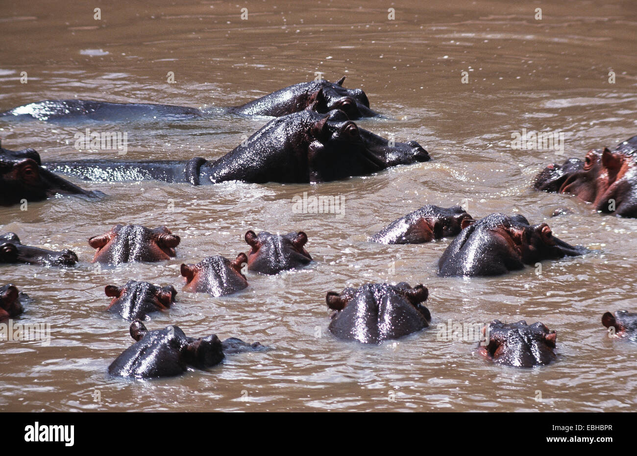 hippopotamus, hippo (Hippopotamus amphibius). Stock Photo