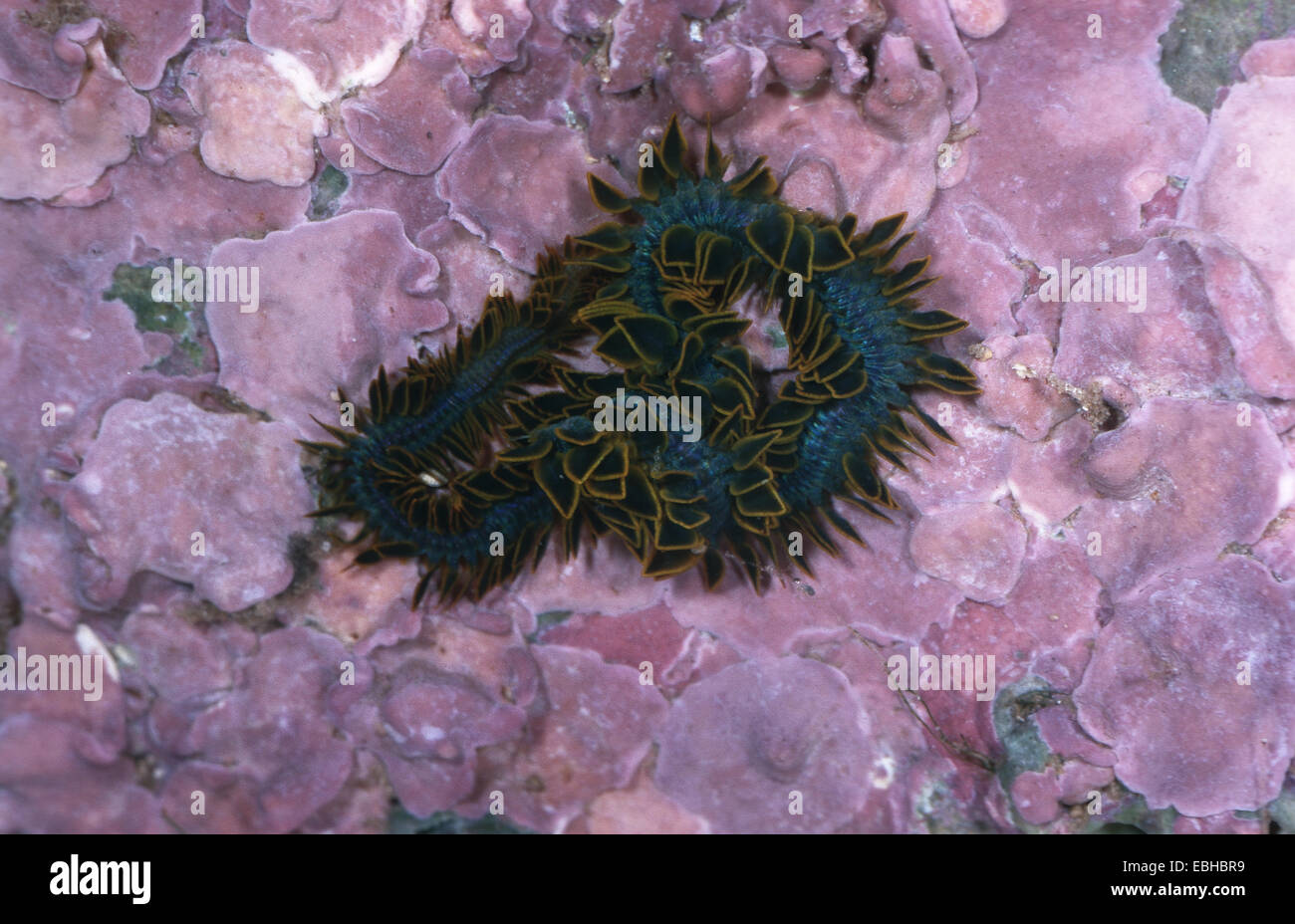 paddleworm (Phyllodoce paretti). Stock Photo