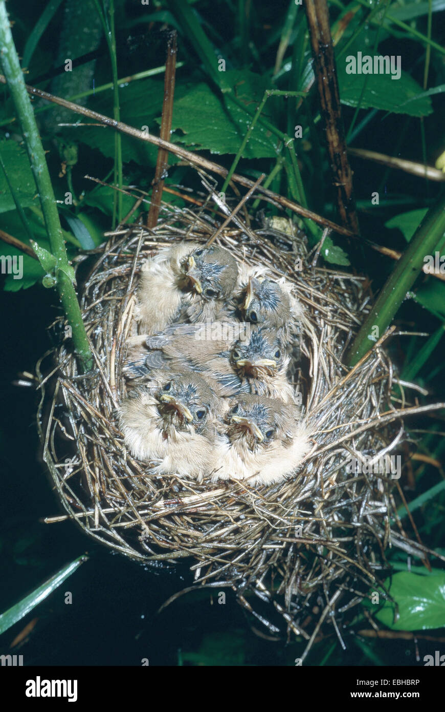 marsh warbler (Acrocephalus palustris), begging squeakers in nest. Stock Photo