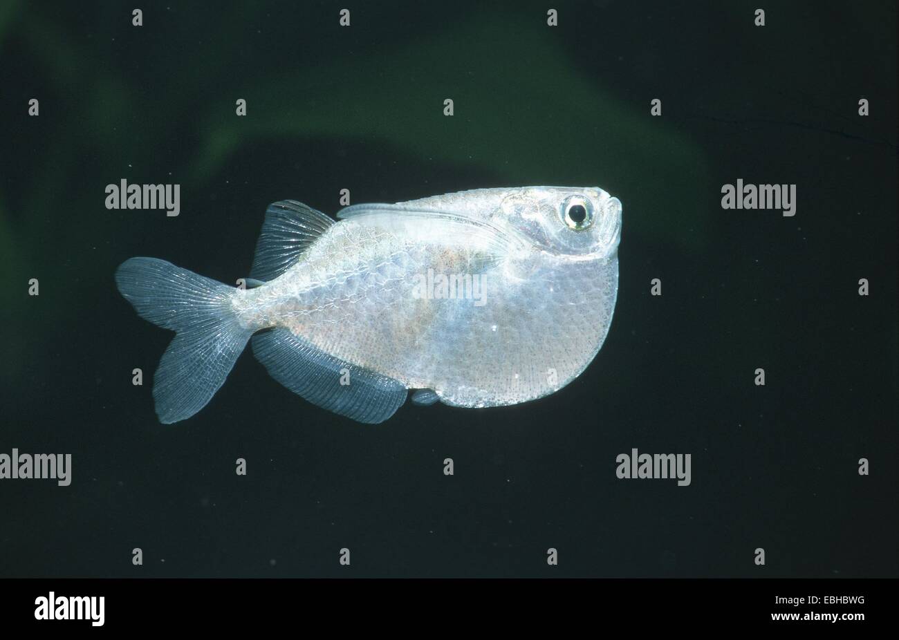 giant hatchetfish, greater hatchetfish, greater silver hatchfish (Thoracocharax securis). Stock Photo