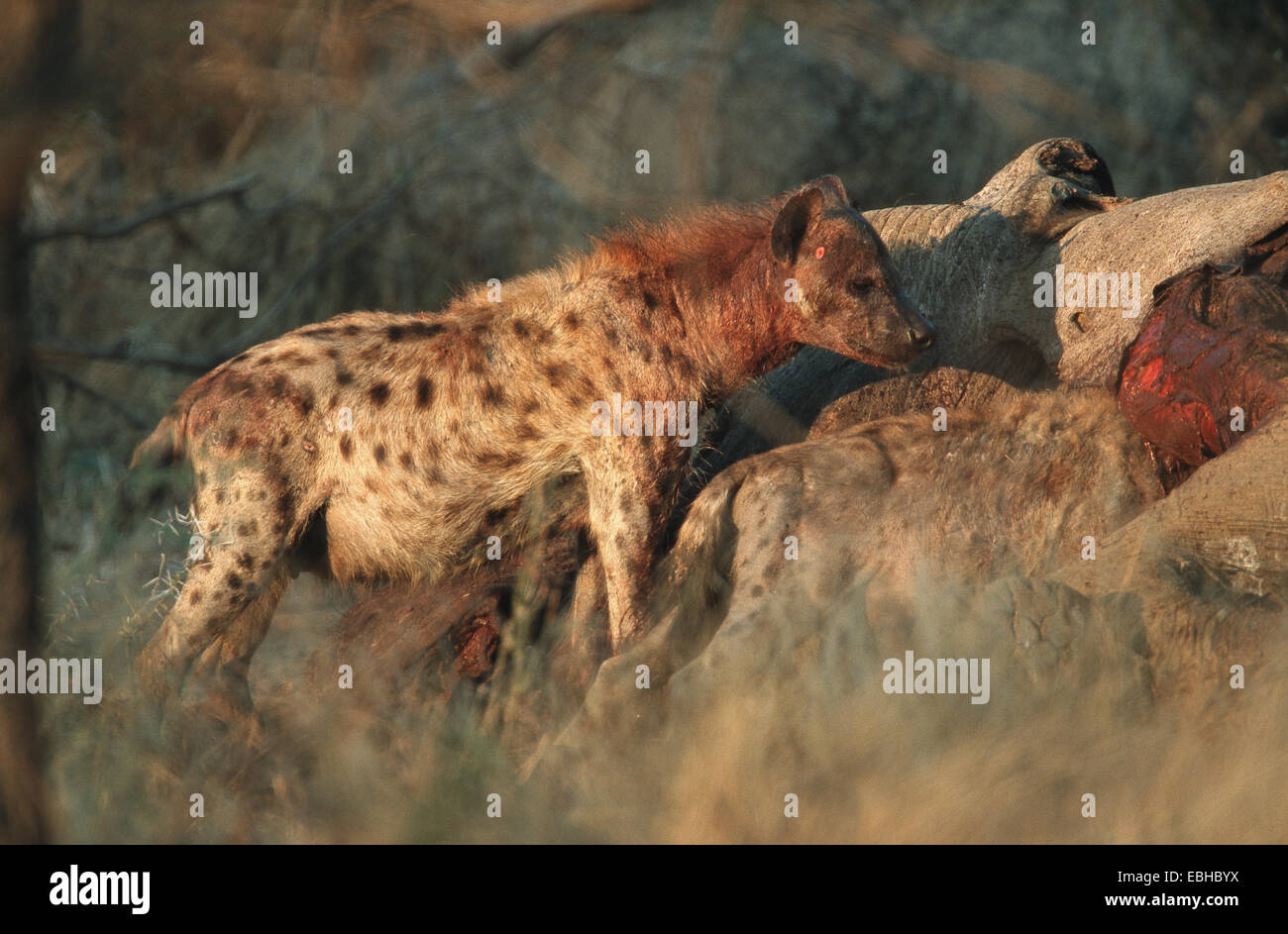 spotted hyena (Crocuta crocuta). Stock Photo