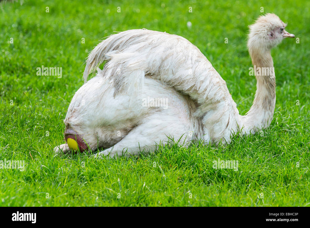 Rhea egg hi-res stock photography and images - Alamy