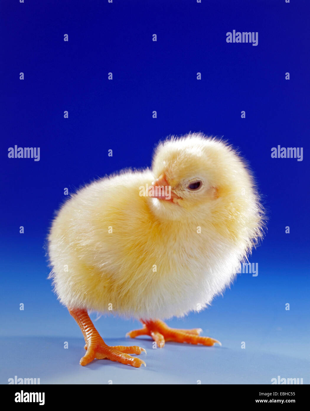 domestic fowl (Gallus gallus f. domestica), fluffy chick Stock Photo