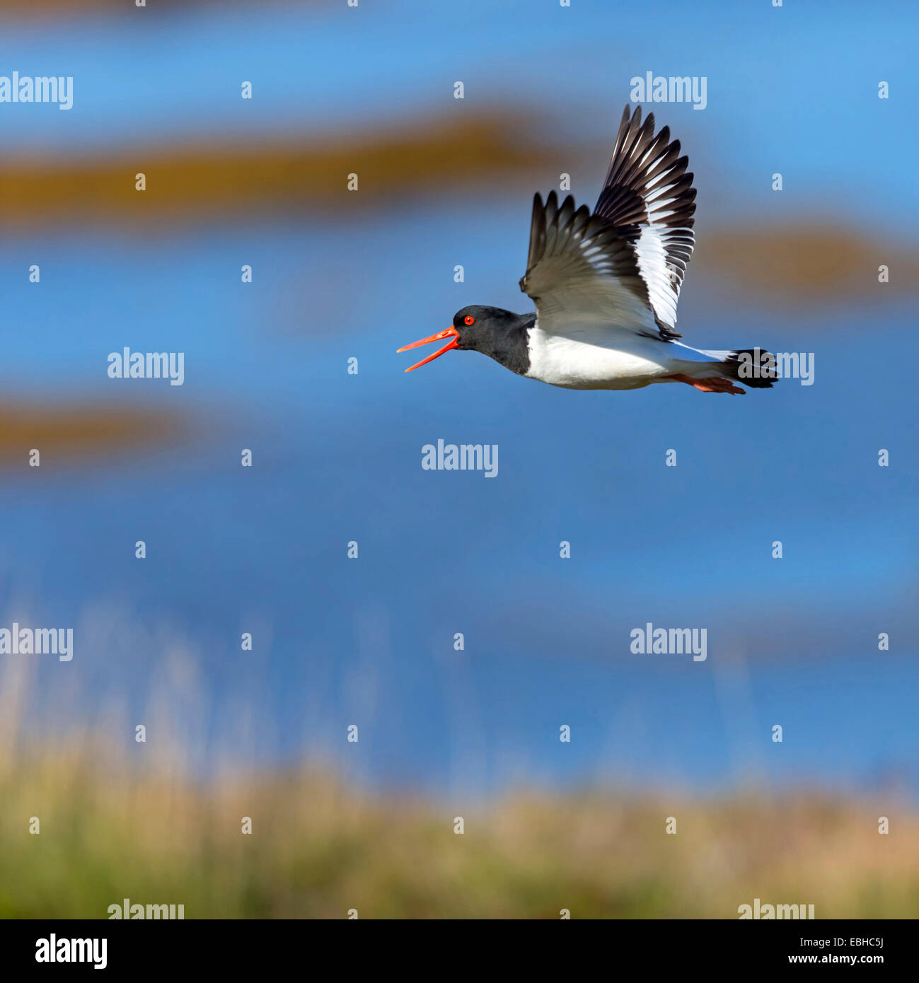 Oystercatchers In Flight High Resolution Stock Photography and Images