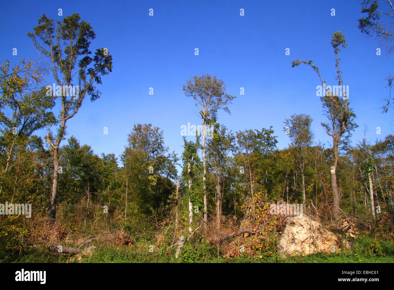 storm Ela caused serious damage to forest Schellenberg, Germany, Ruhr