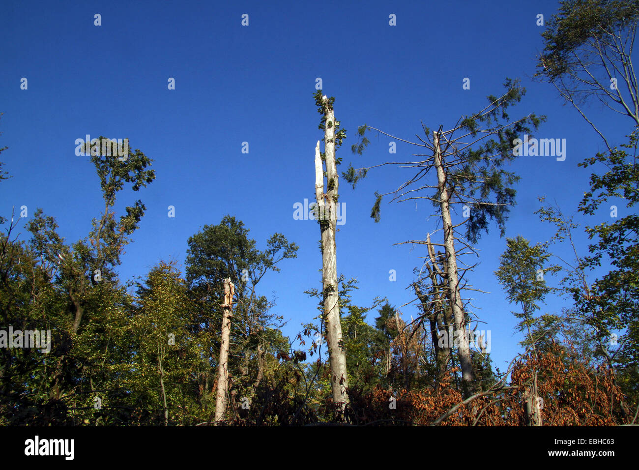 storm Ela caused serious damage to forest Schellenberg, Germany, Ruhr Area, Essen Stock Photo