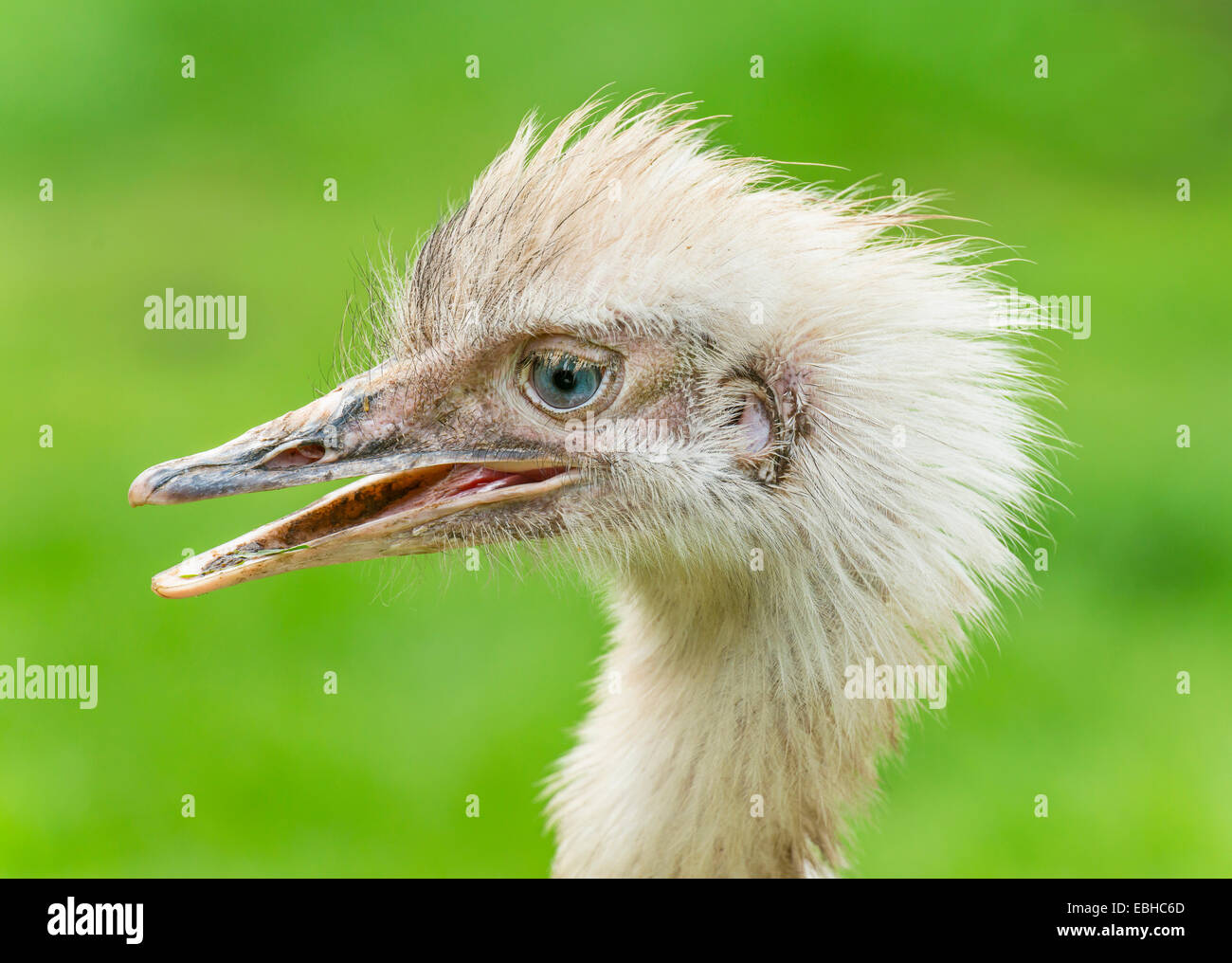 greater rhea (Rhea americana), portrait in profile Stock Photo