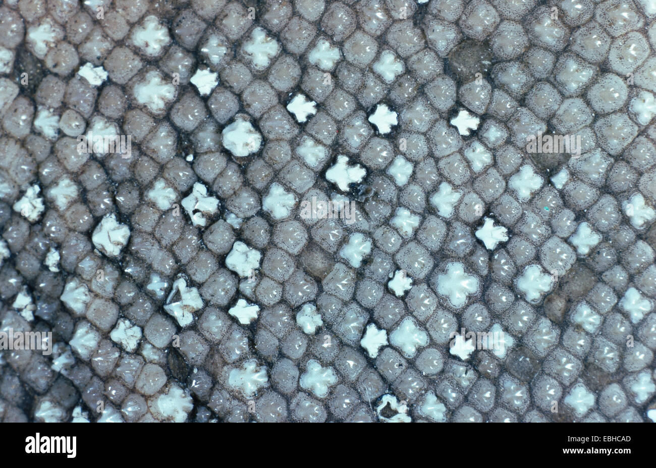 ray, skin with scales Stock Photo Alamy