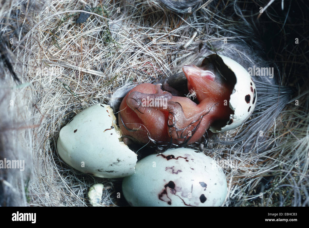 chaffinch (Fringilla coelebs), nest with eggs, hatching squab. Stock Photo
