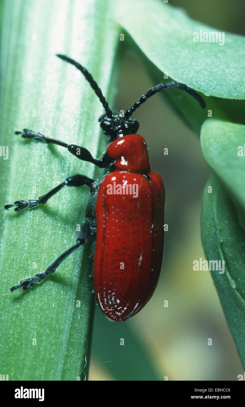 lily beetle (Lilioceris lilii Stock Photo - Alamy