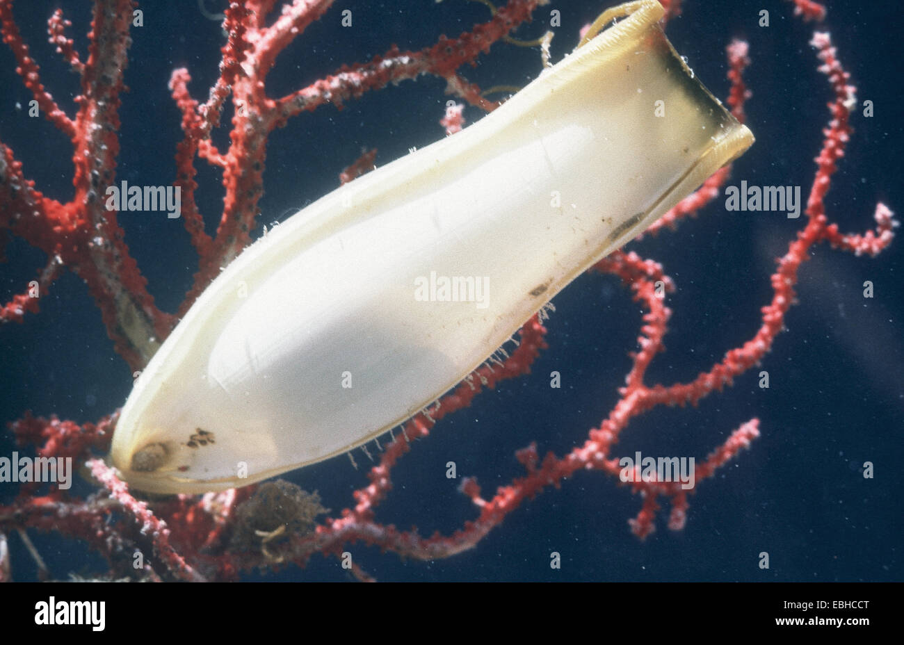 lesser spotted dogfish, smallspotted dogfish, rough hound, smallspotted catshark (Scyliorhinus canicula), egg hanging at sea whip. Stock Photo