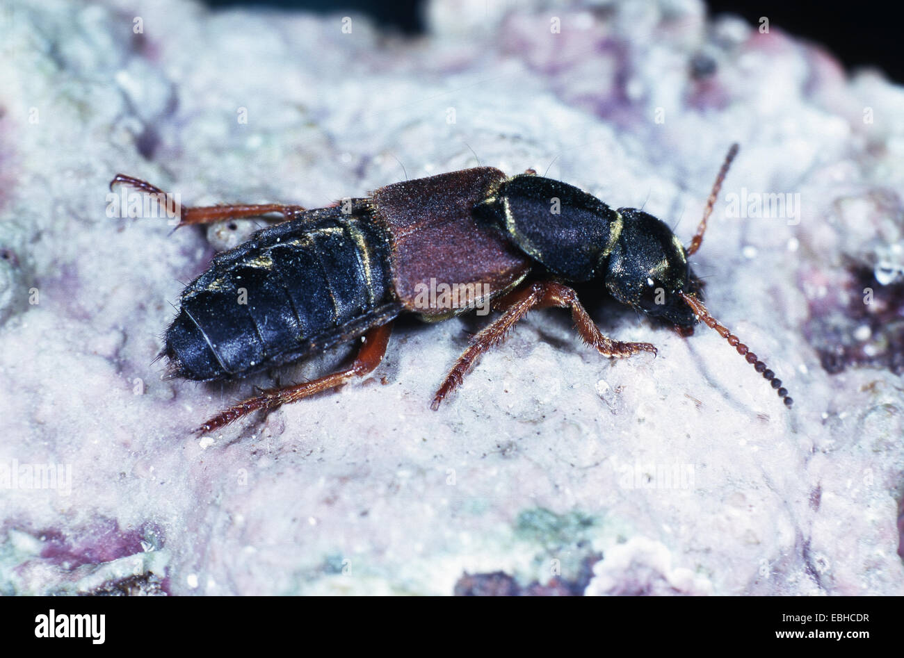 rove beetle (Staphylinus caesareus Stock Photo Alamy