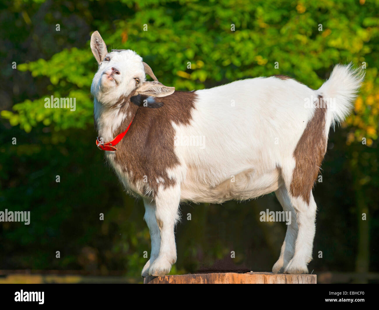 domestic goat (Capra hircus, Capra aegagrus f. hircus), goat stretches, Germany, North Rhine-Westphalia Stock Photo