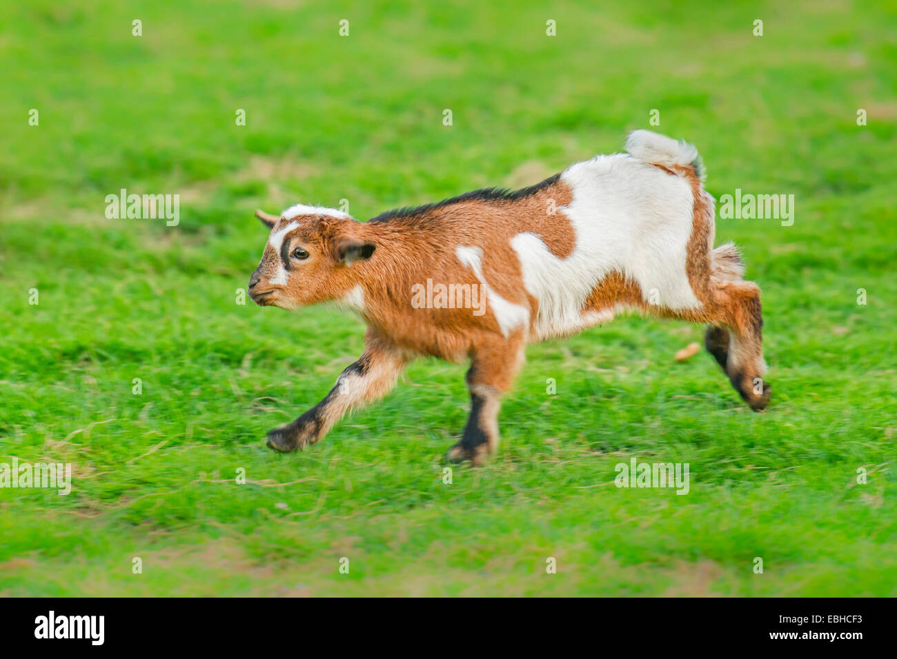 domestic goat (Capra hircus, Capra aegagrus f. hircus), goad kid escapes, Germany, North Rhine-Westphalia Stock Photo