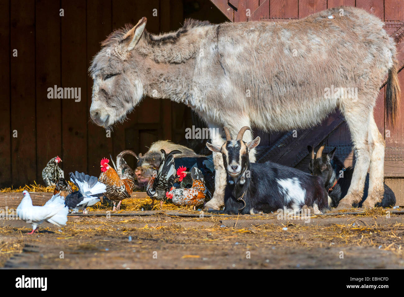 different species of farm animals in an open-air enclosure, Germany, North Rhine-Westphalia Stock Photo