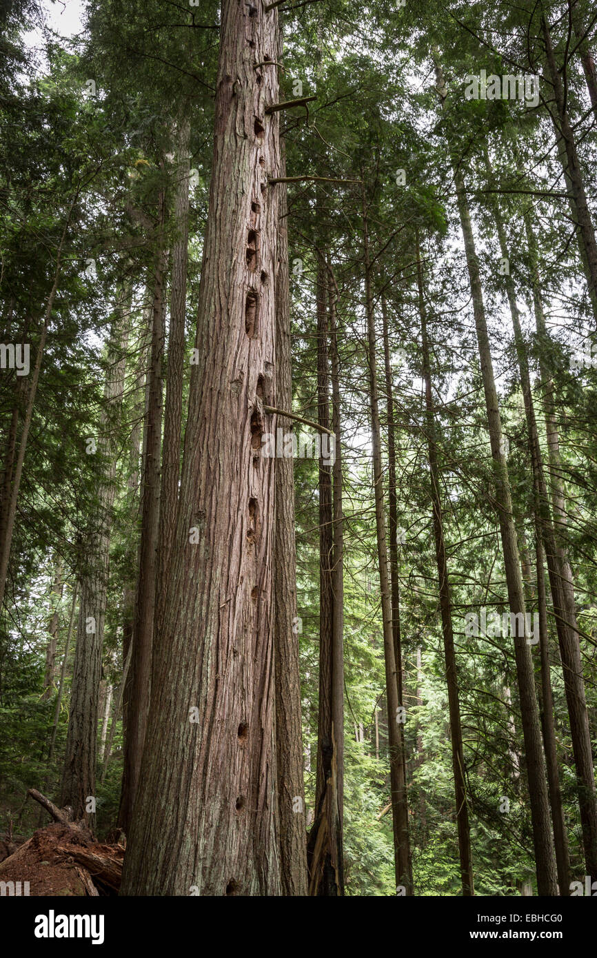 Woods in Qualicum Beach, Vancouver Island, British Columbia, Canada, North America. Stock Photo