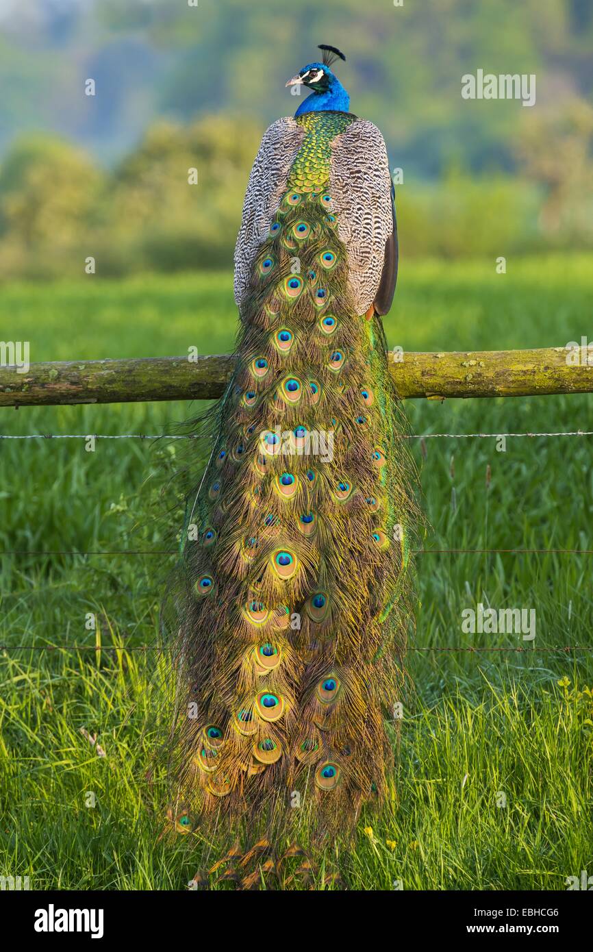 Common peafowl, Indian peafowl, blue peafowl (Pavo cristatus), peacock on a lookout, back view, Germany, North Rhine-Westphalia Stock Photo