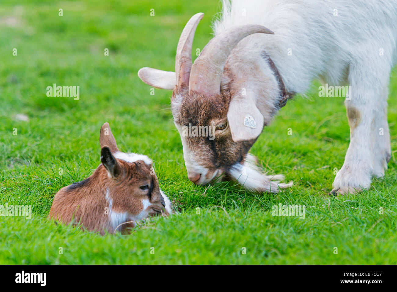 domestic goat (Capra hircus, Capra aegagrus f. hircus), buck looks after a goat kid, Germany, North Rhine-Westphalia Stock Photo