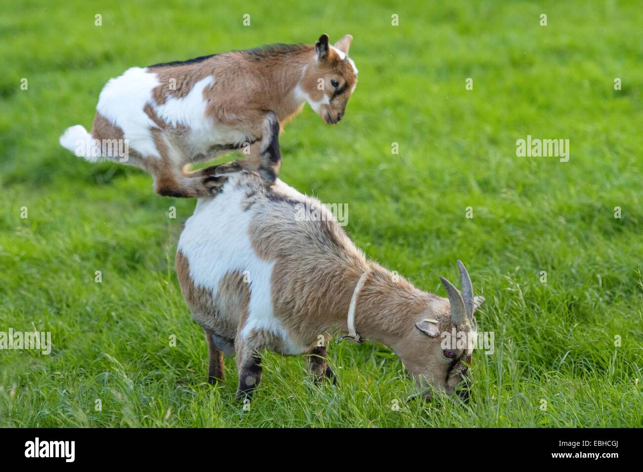 domestic goat (Capra hircus, Capra aegagrus f. hircus), goat kid jumps