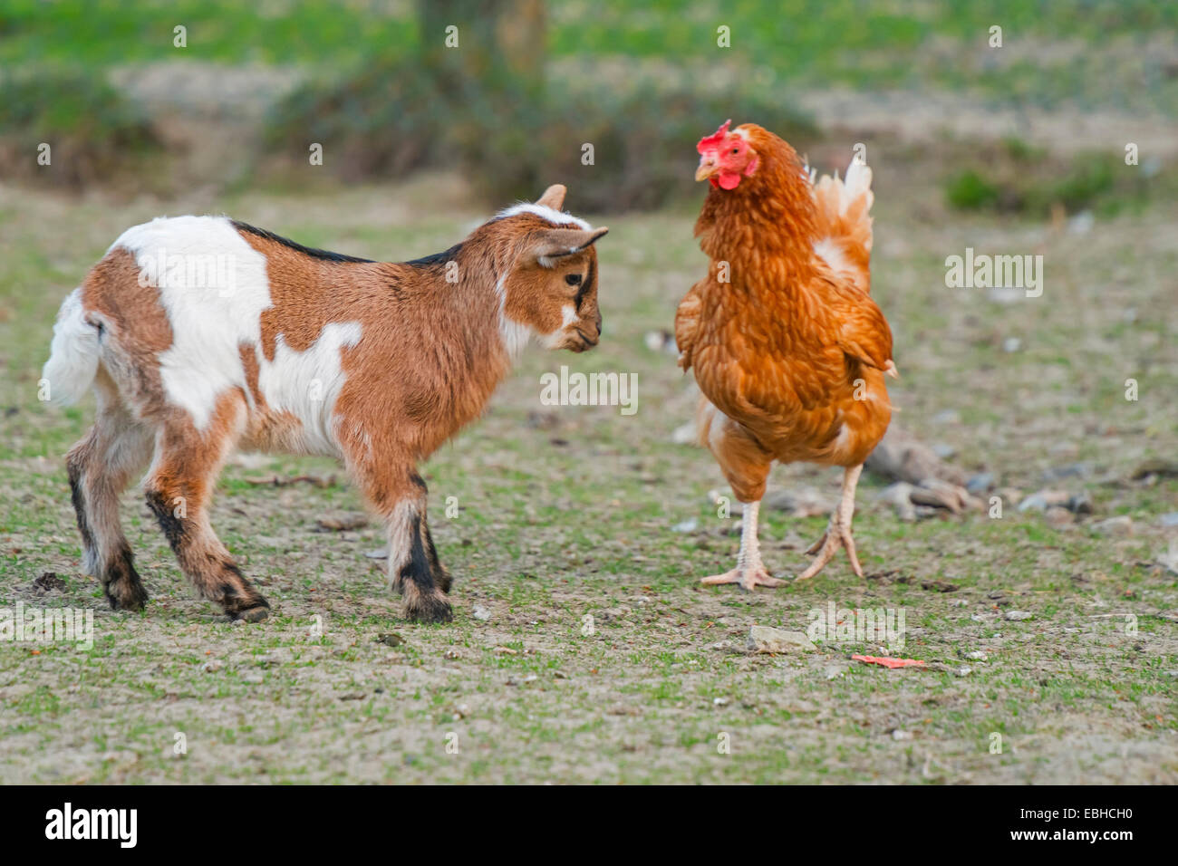 domestic goat (Capra hircus, Capra aegagrus f. hircus), goat kid approching a hen, Germany, North Rhine-Westphalia Stock Photo