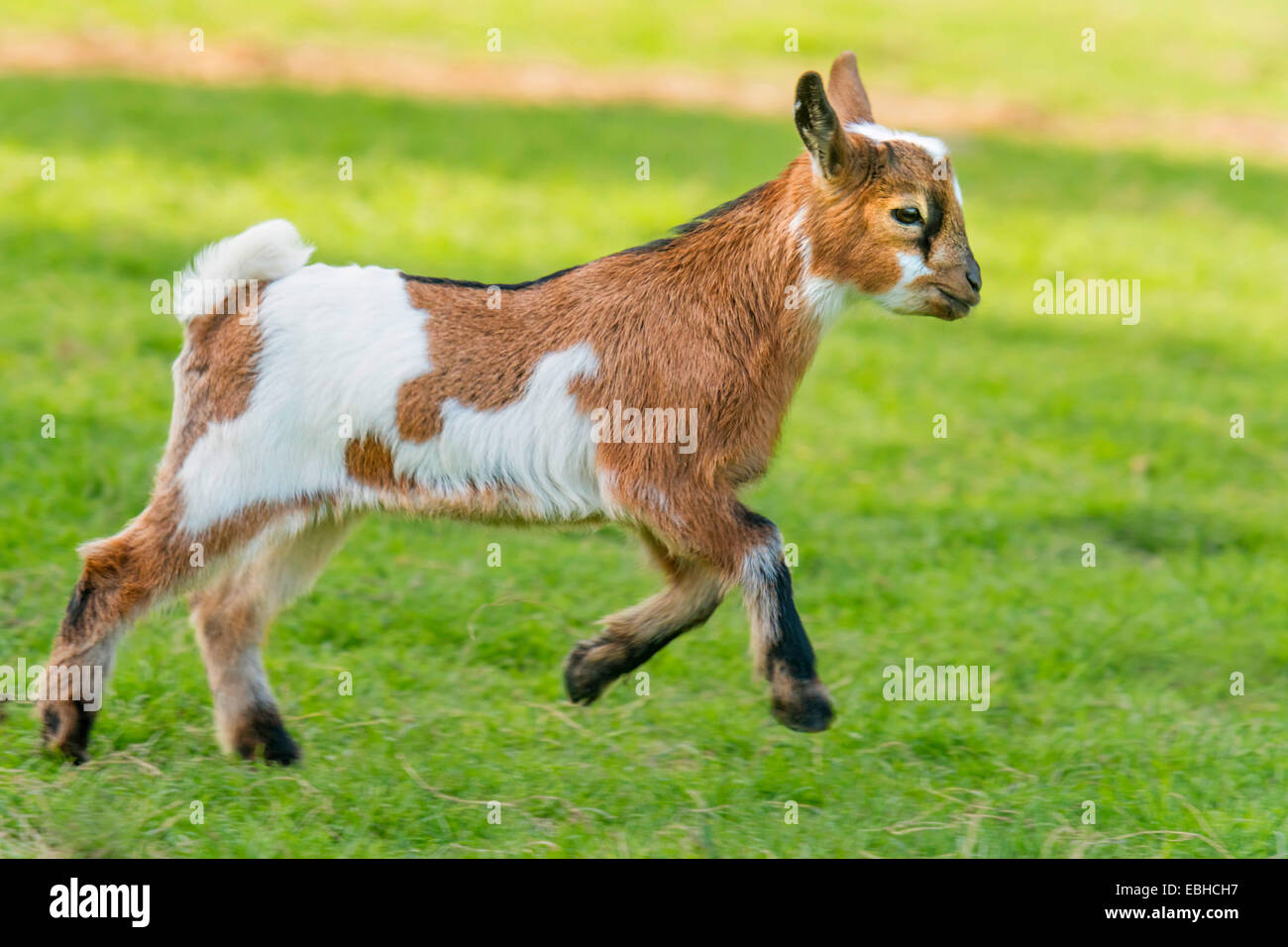 domestic goat (Capra hircus, Capra aegagrus f. hircus), goat kid runs in a meadow, Germany, North Rhine-Westphalia Stock Photo