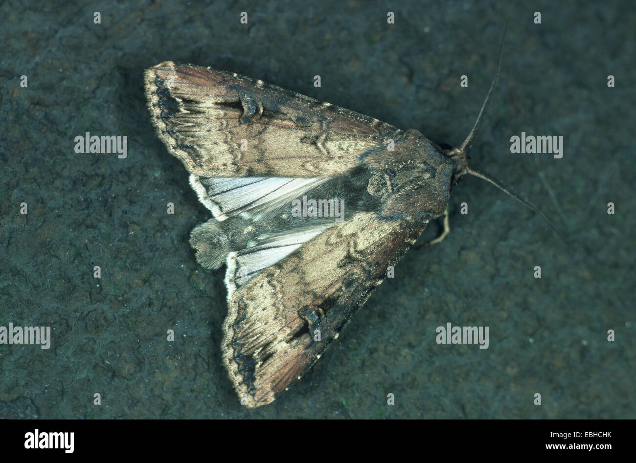 dark dart moth, dark sword-grass moth; black cutworm (Agrotis ipsilon, Agrotis ypsilon, Scotia ypsilon). Stock Photo
