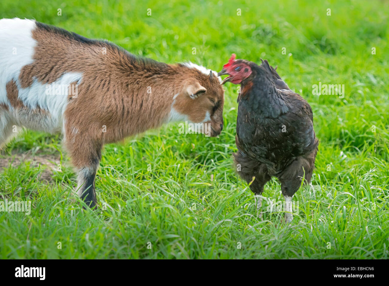 domestic goat (Capra hircus, Capra aegagrus f. hircus), goat kid is pecked by a hen, Germany, North Rhine-Westphalia Stock Photo