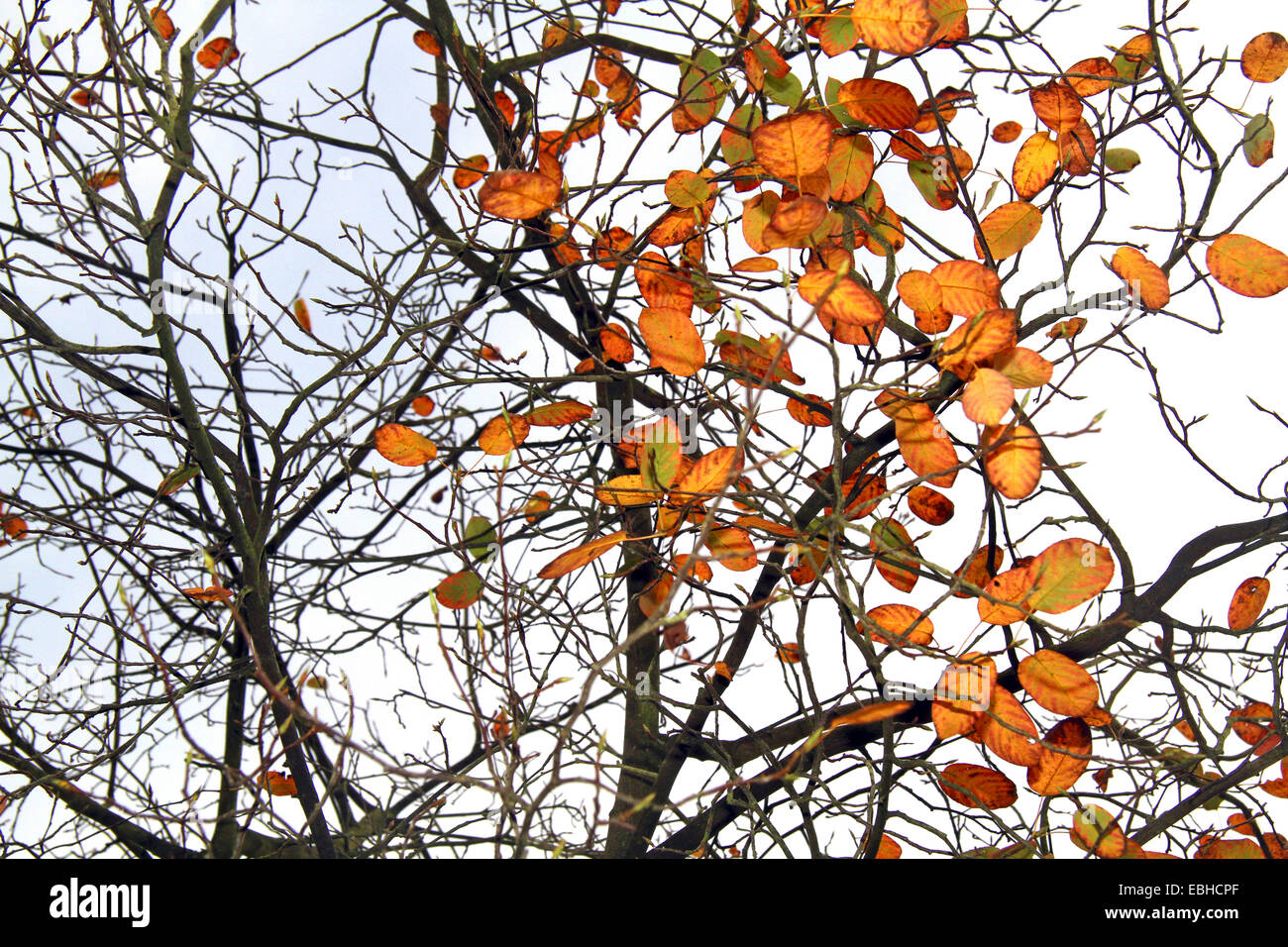 Lamarck's Serviceberry (Amelanchier lamarckii), late leaves of a spiceberry in autumn, Germany Stock Photo