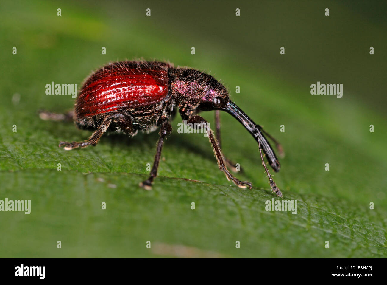 Weevilss Hi-res Stock Photography And Images - Alamy