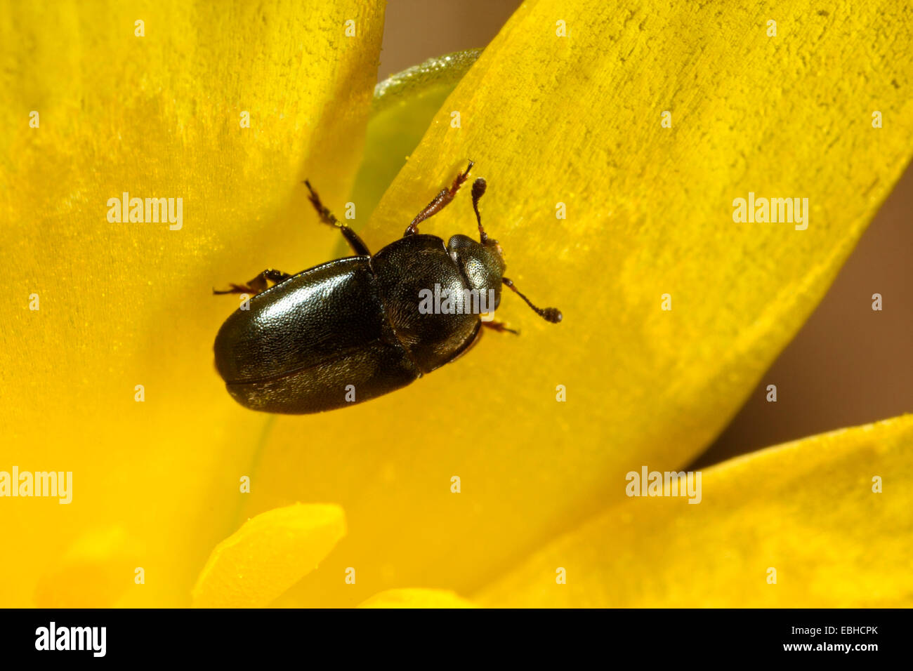 Pollen beetle (Meligethes aeneus, Brassicogethes aeneus), on a flower, Germany Stock Photo