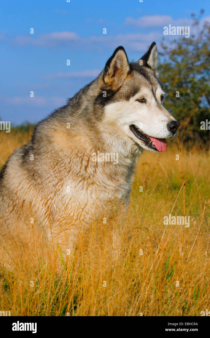Siberian Husky (Canis lupus f. familiaris), four years old male dog sitting on high grass Stock Photo