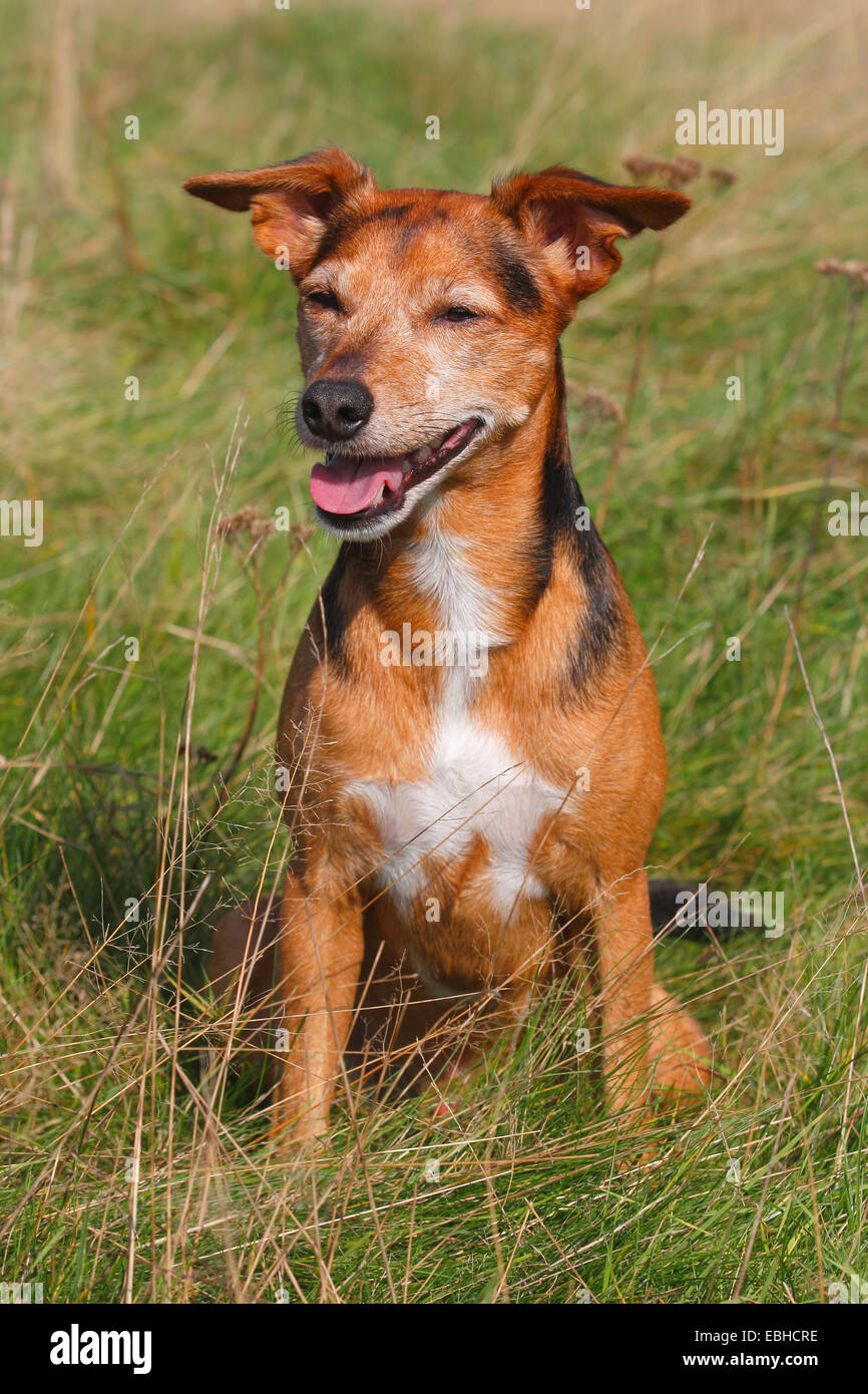 mixed breed dog (Canis lupus f. familiaris), six years old Spitz