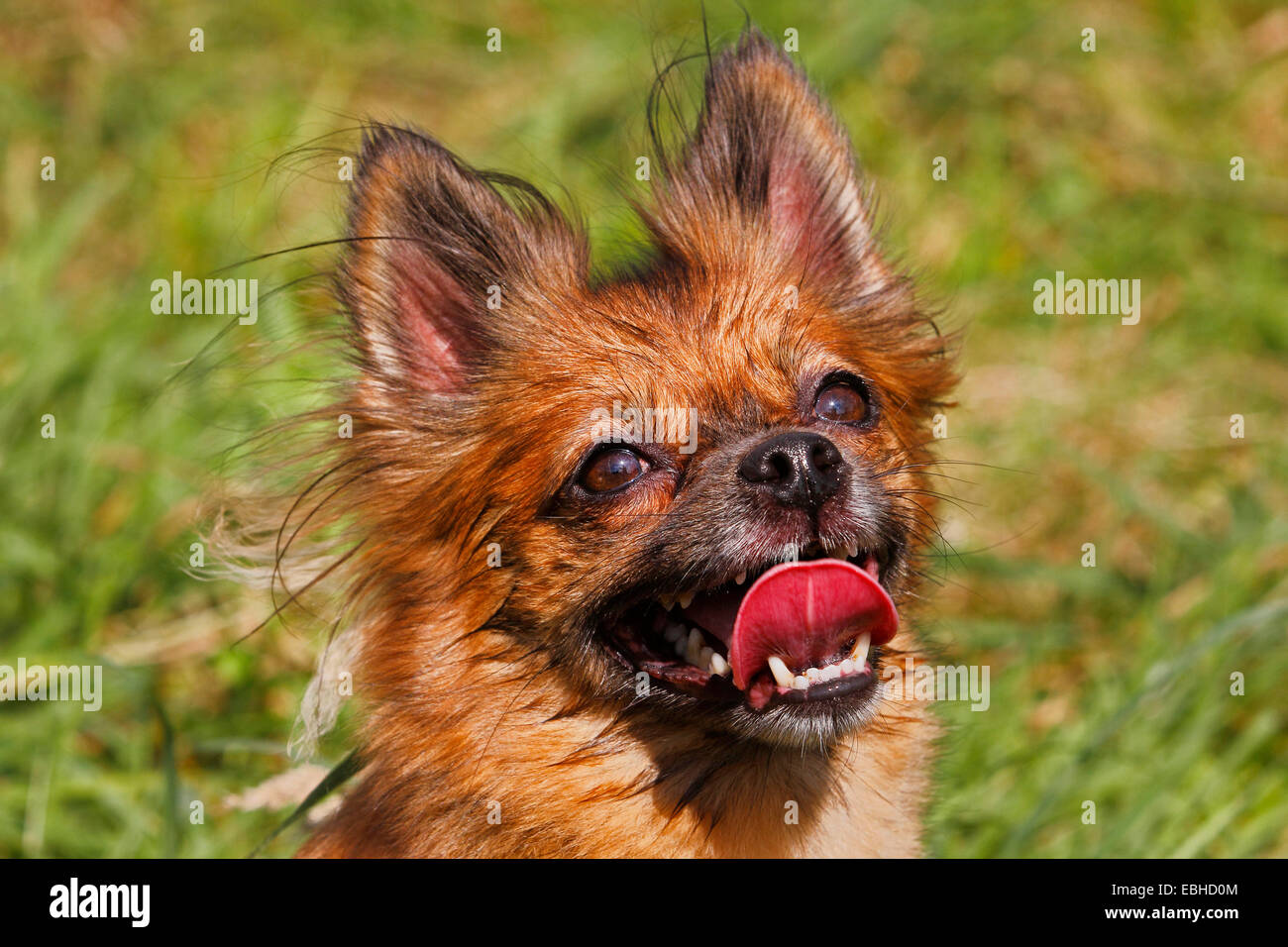 mixed breed dog (Canis lupus f. familiaris), portrait of a five years