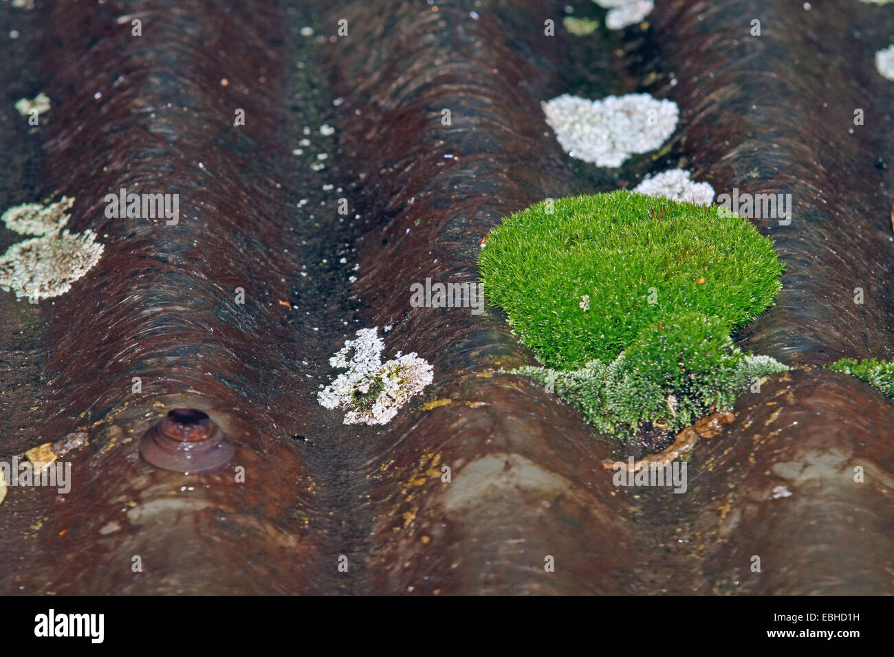 moss and lichens on corrugated roof, Germany Stock Photo