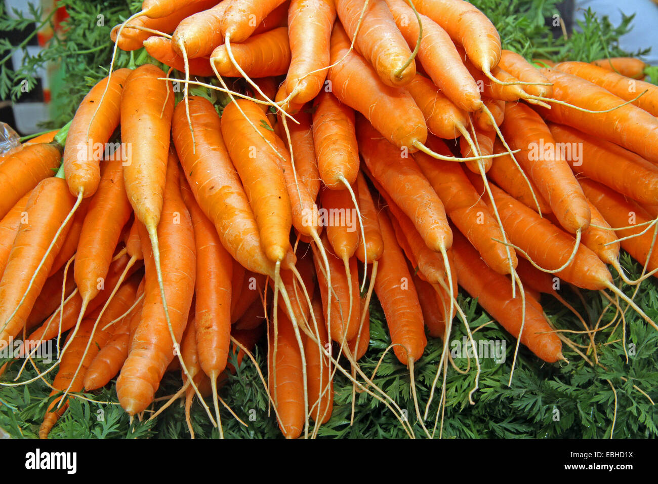 carrot (Daucus carota subsp. sativus, Daucus carota var. sativus), some bunches of carrots Stock Photo
