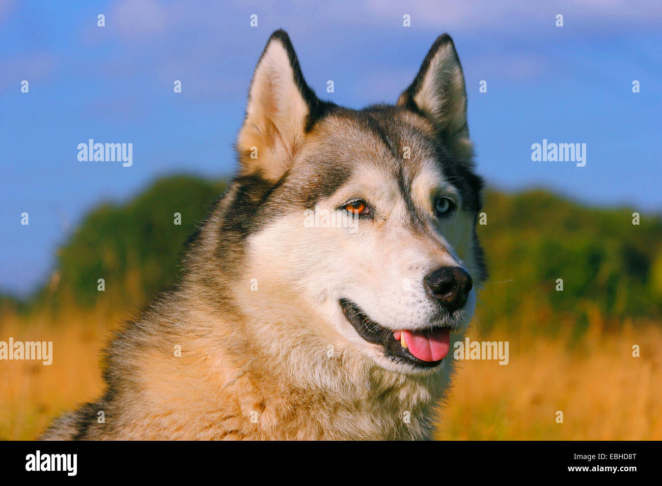 Siberian Husky (Canis lupus f. familiaris), portrait of a four years old male dog with two different eye colours Stock Photo