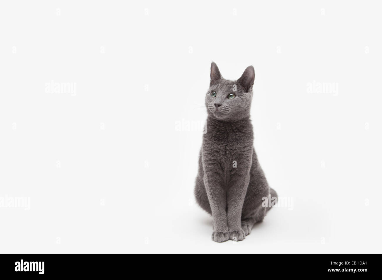 Studio portrait of alert russian blue kitten sitting down Stock Photo