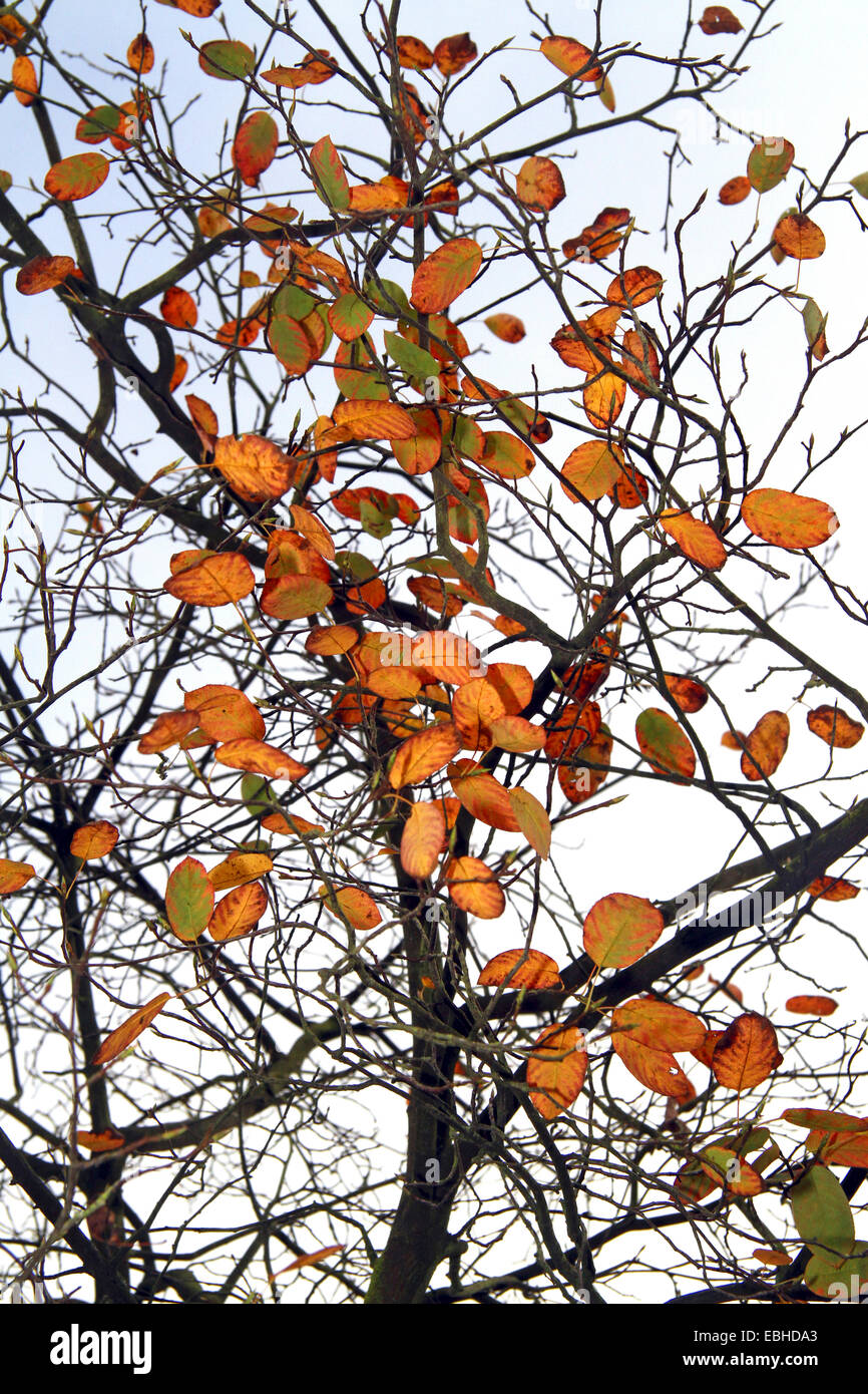 Lamarck's Serviceberry (Amelanchier lamarckii), late leaves of a spiceberry in autumn, Germany Stock Photo