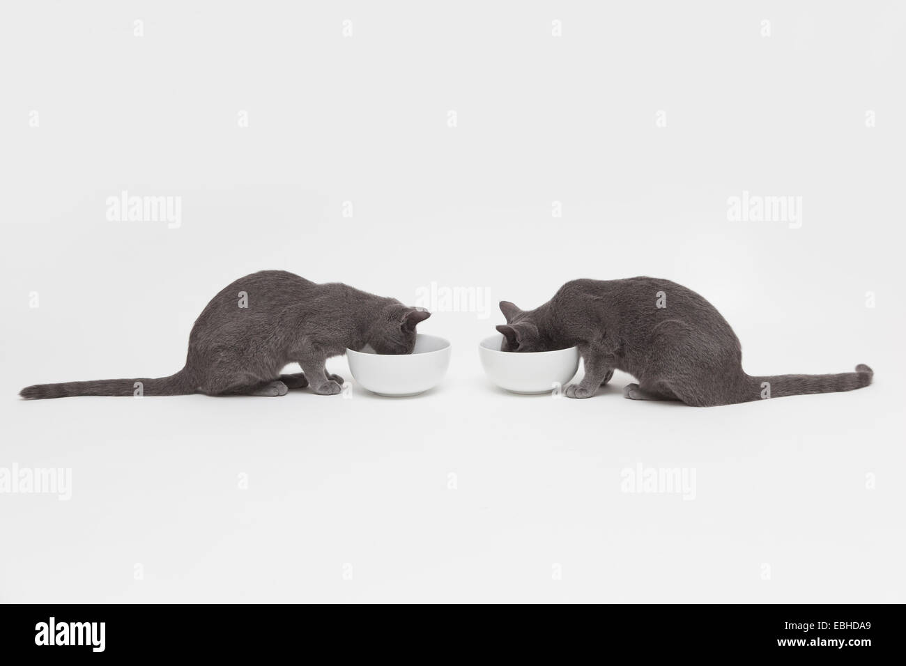 Studio shot of two russian blue kittens opposite each other eating from bowls Stock Photo