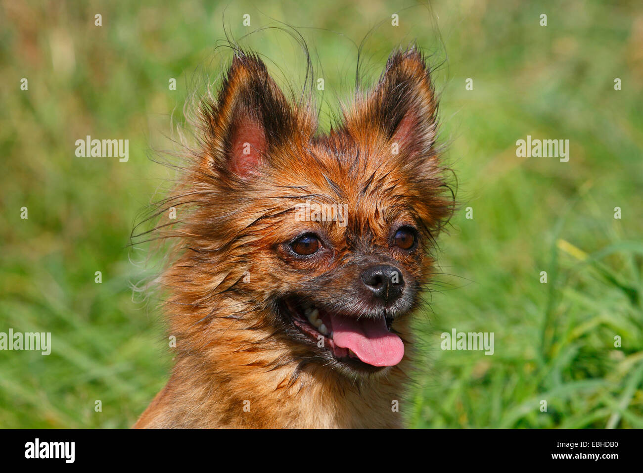 mixed breed dog (Canis lupus f. familiaris), portrait of a five years