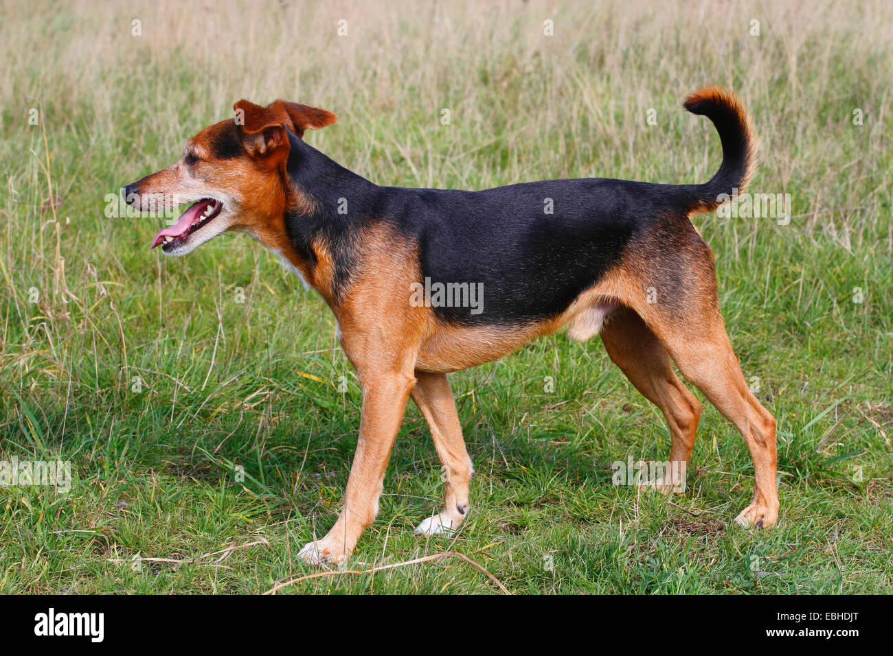 mixed breed dog (Canis lupus f. familiaris), side view of a six years old Spitz-Pinscher mixed breed male dog, Germany Stock Photo