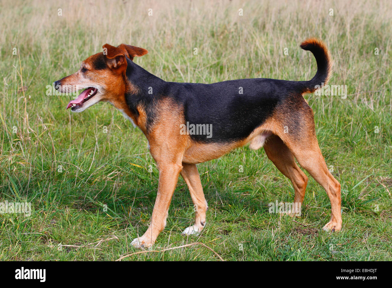 Dog side view hi-res stock photography and images - Alamy
