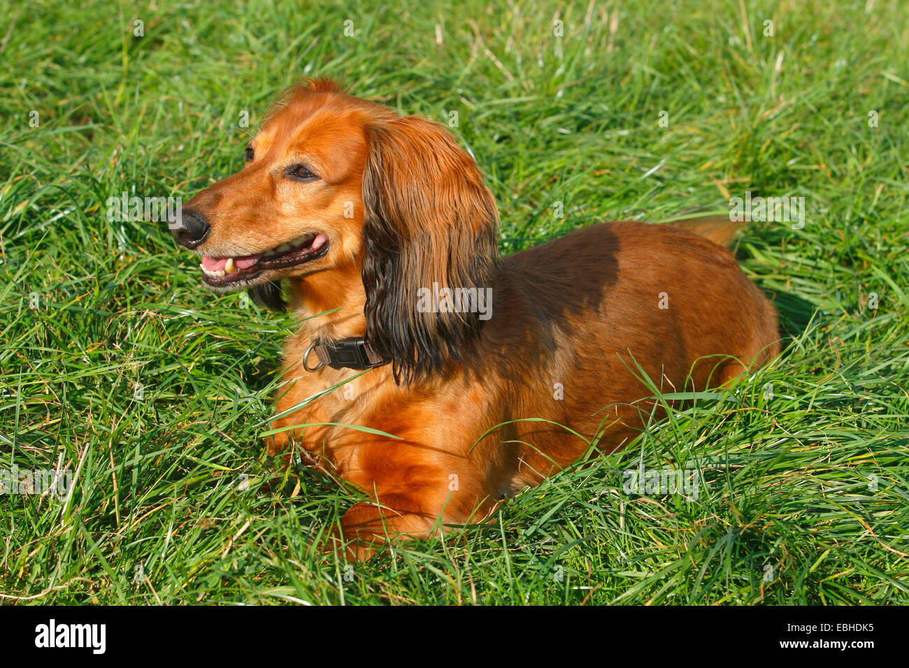 Long Haired Dachshund Long Haired Sausage Dog Domestic Dog