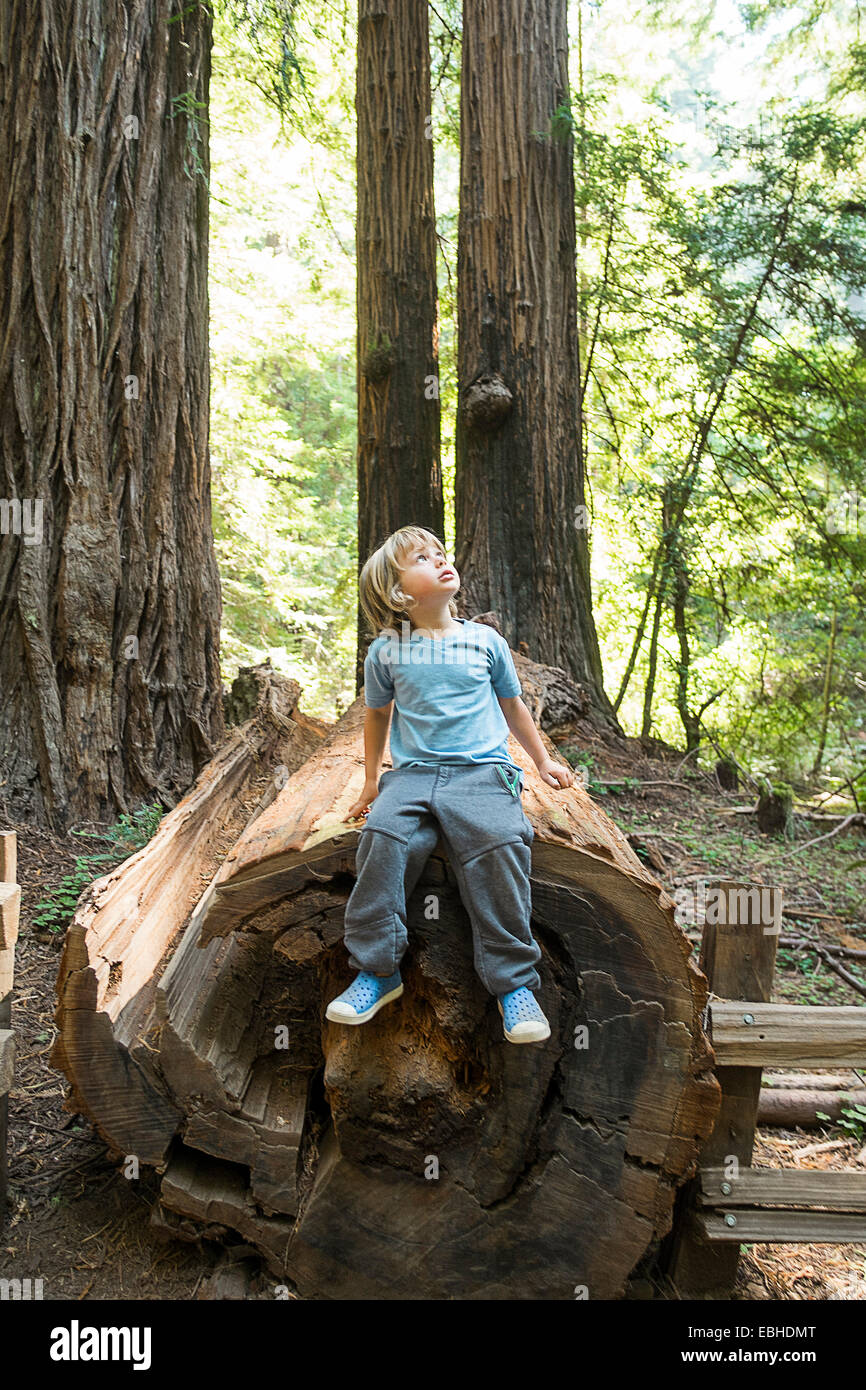 Boy sitting on tree trunk, Muir Woods, California, USA Stock Photo