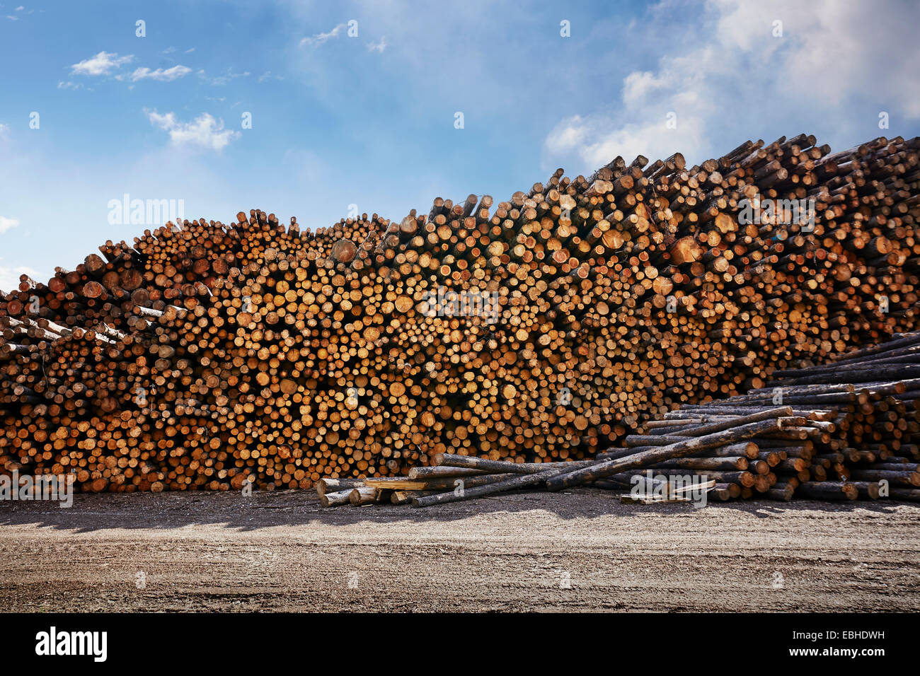 Large stack of logged timber in timber yard Stock Photo