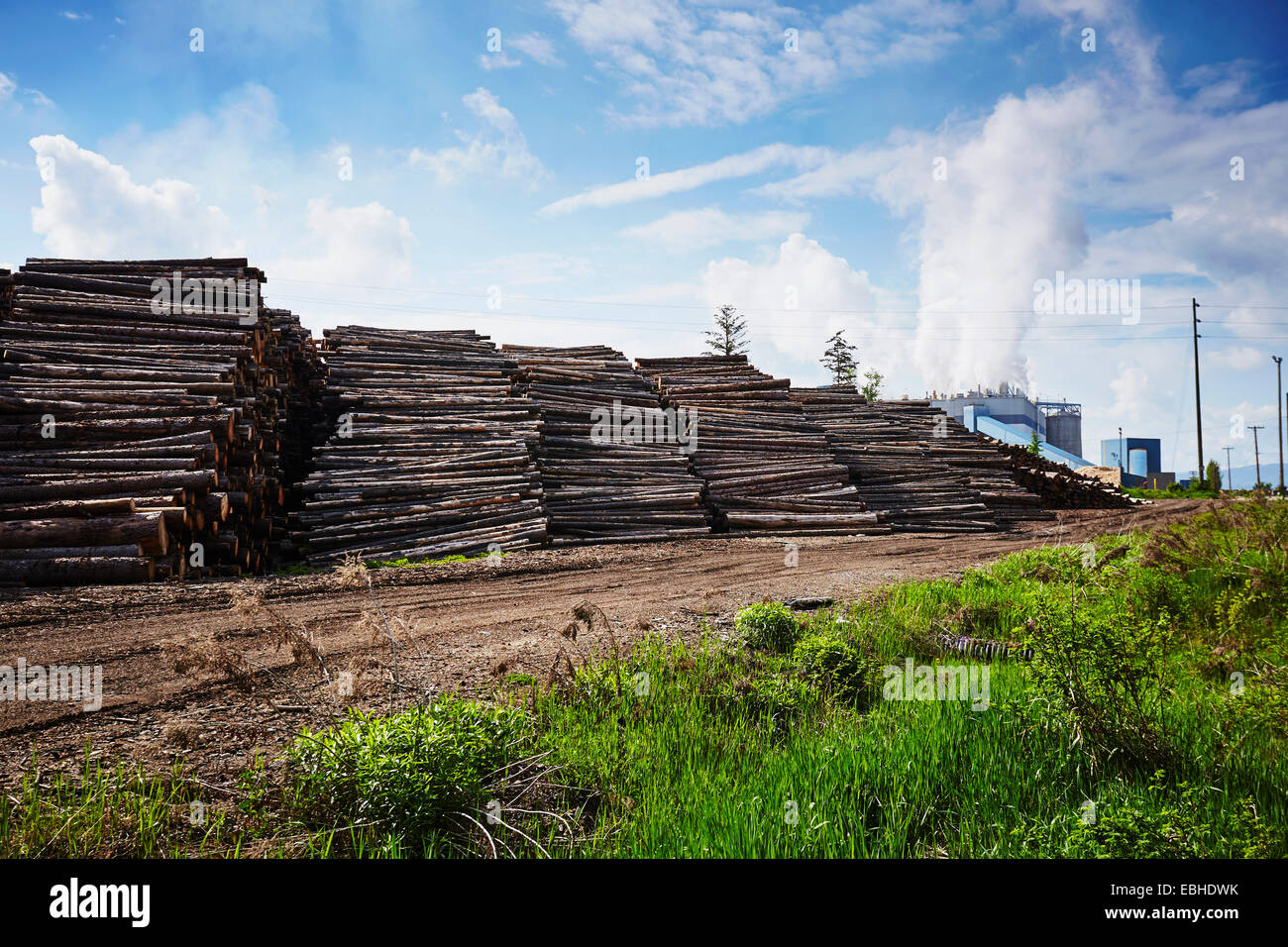 Rows of stacked logged timber in timber yard Stock Photo