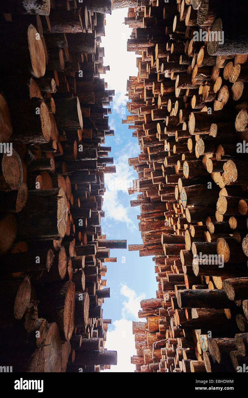 Low angle view of stacked timber in timber yard Stock Photo