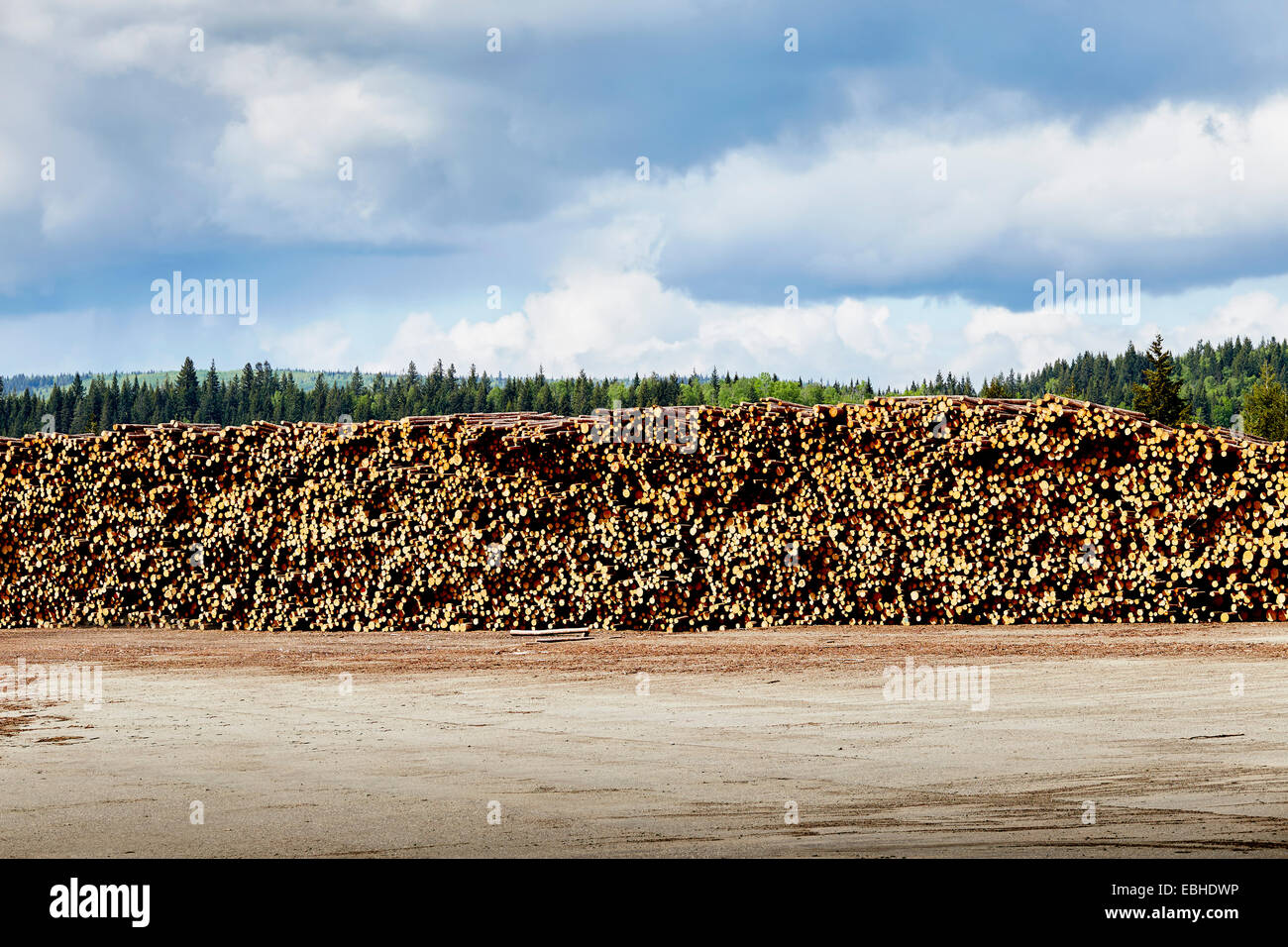 Stacked logged timber in timber yard Stock Photo
