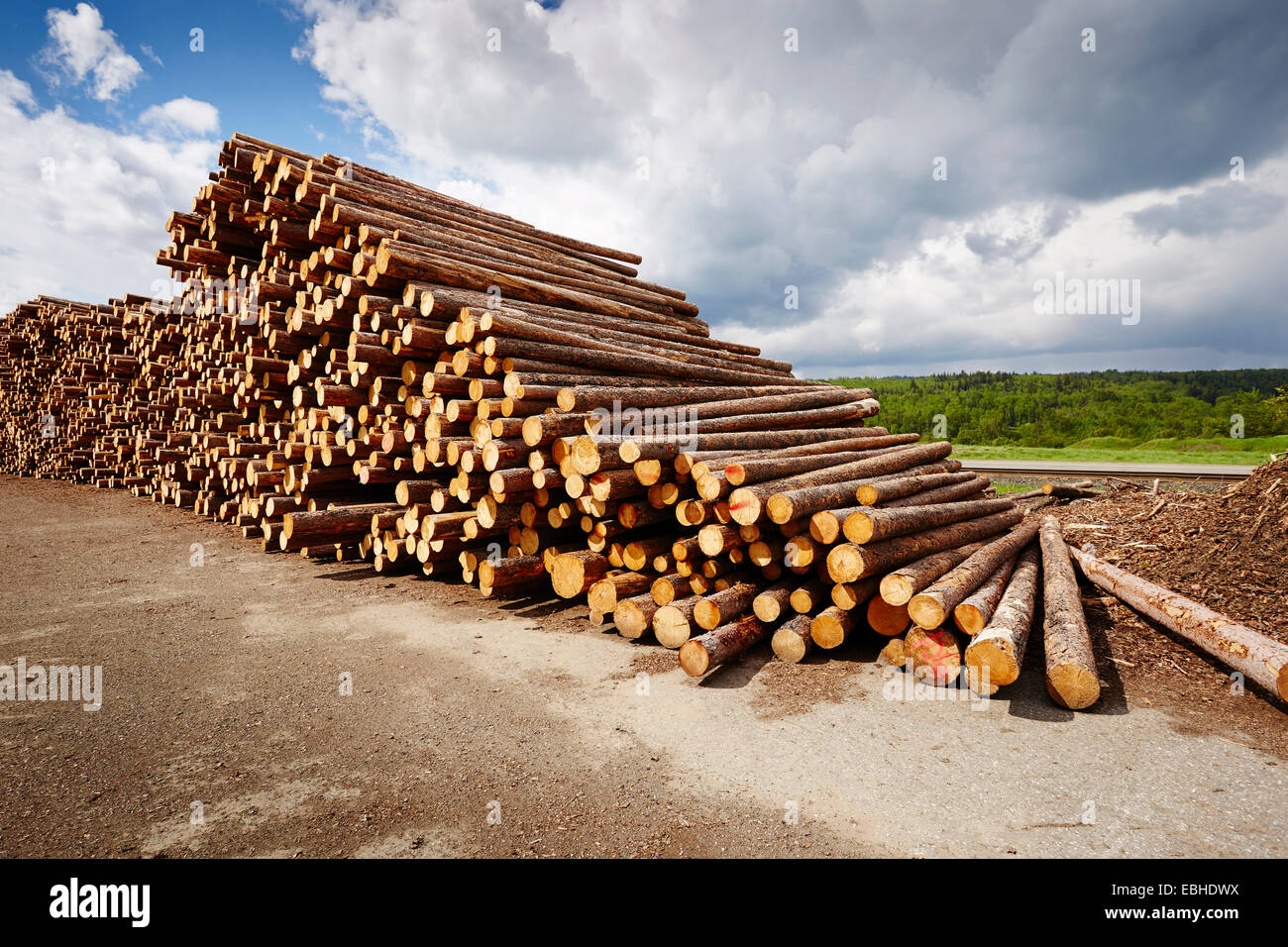 Stack of freshly logged timber in timber yard Stock Photo